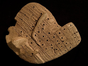 The obverse of the Old Babylonian liver model BM 92668.