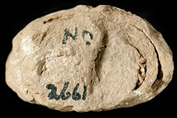 End view of clay tablet, showing visible individual layers where the sheet of clay has been rolled into a tablet shape